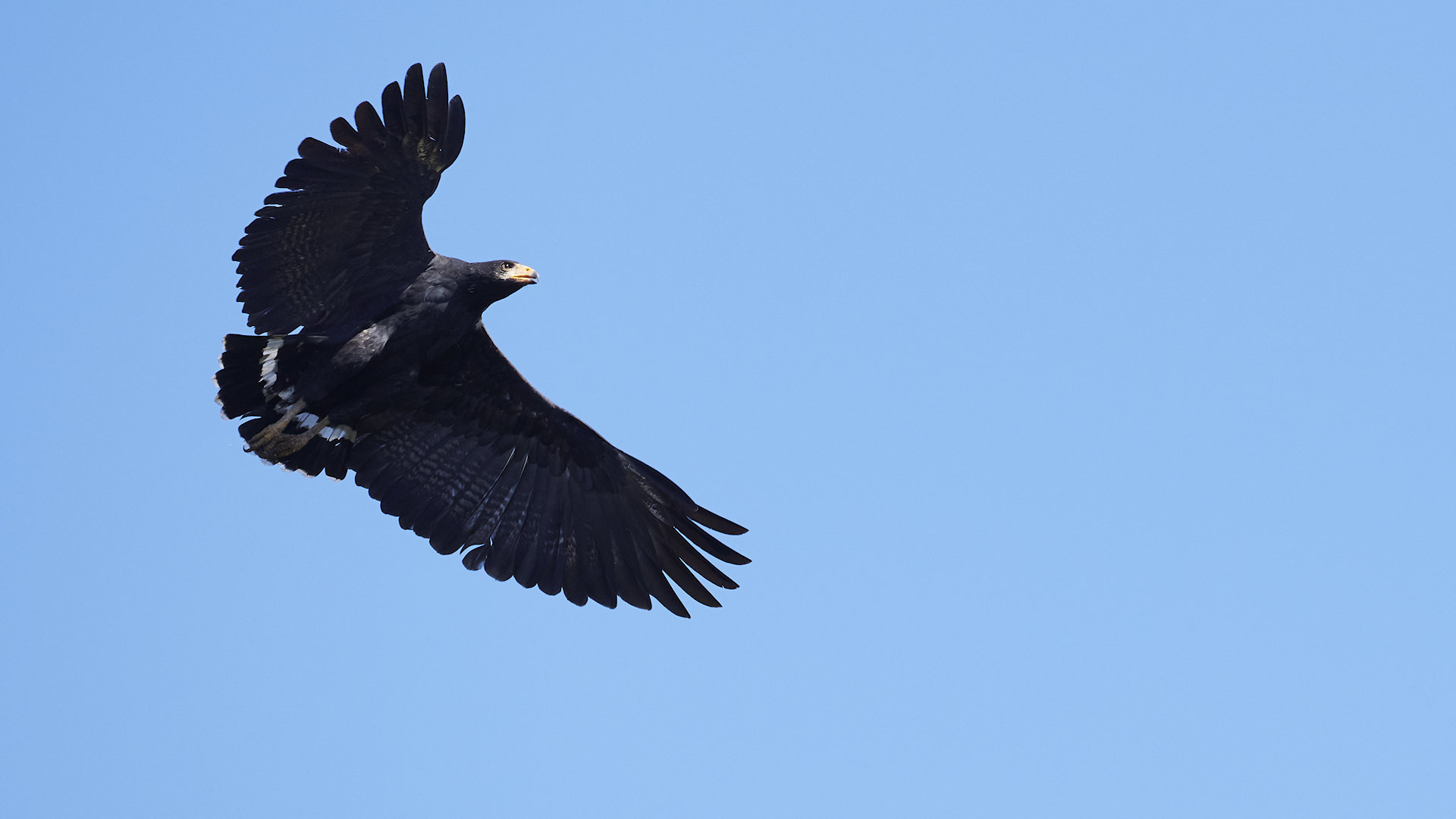 Great hawk black - image 4